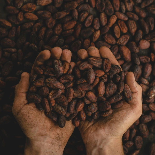 GRANOS DE CACAO. CITYMAPPS. MAPA CURADO CDMX.